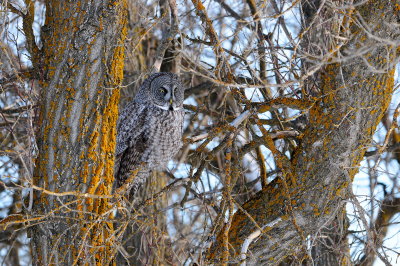 Great Gray Owl