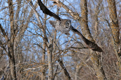 Great Gray Owl