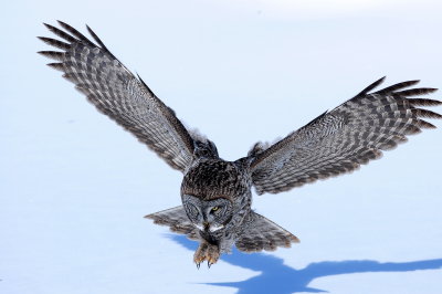 Great Gray Owl