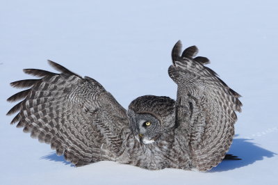 Great Gray Owl