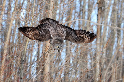 Great Gray Owl