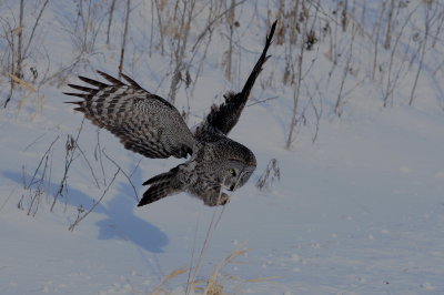Great Gray Owl