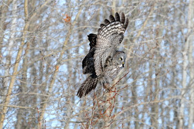 Great Gray Owl