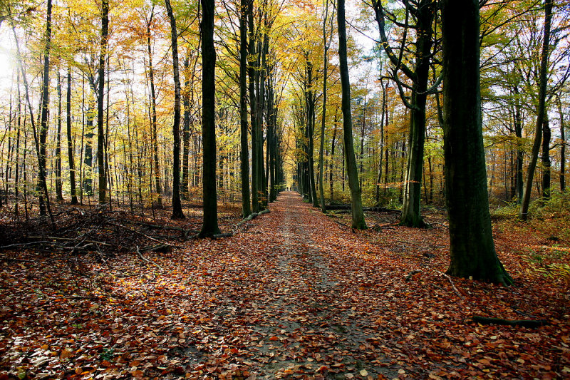Heverleebos