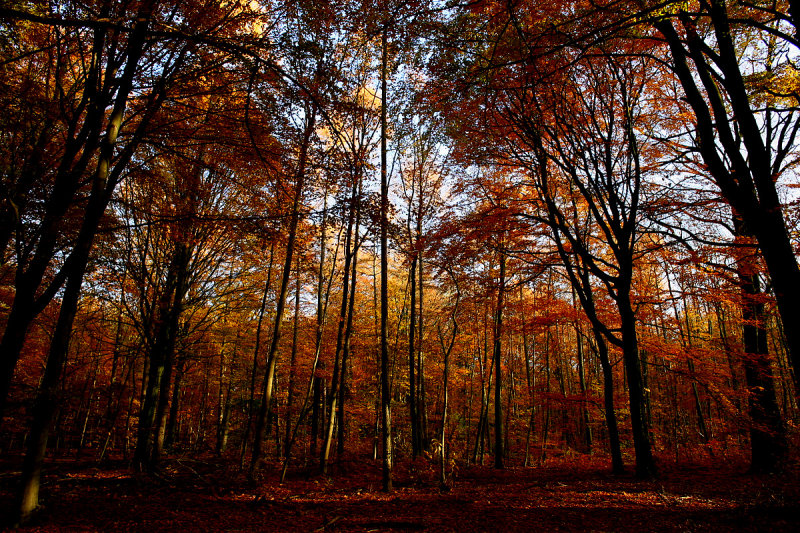 Heverleebos
