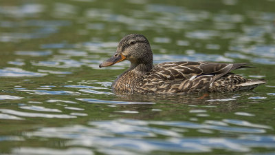 Maman Colvert