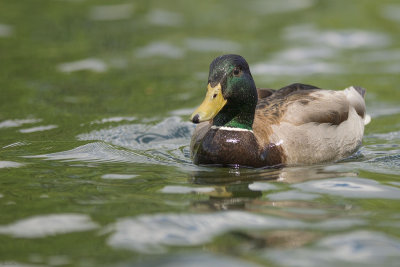 Papa Colvert