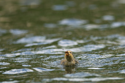 Caneton Colvert ... et proie