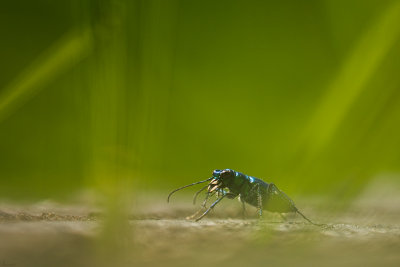 Cicindelle