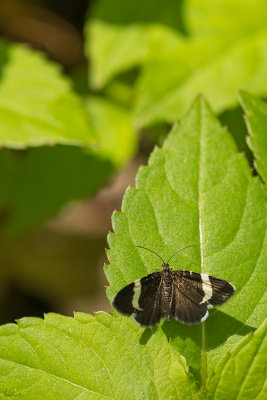 Lpidoptre 