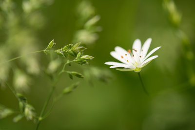 Stellaire graminoide