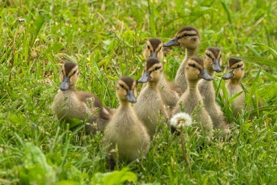 Canetons Colvert