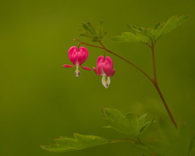 Dicentra spectabilis