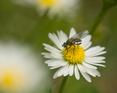 Mouche sur Marguerite 