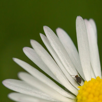 Mini-Insecte sur Marguerite 