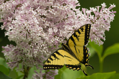 Papillon tigr sur Lilac 
