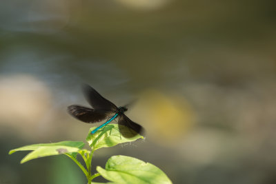 Demoiselle bistrée - Calopteryx maculata