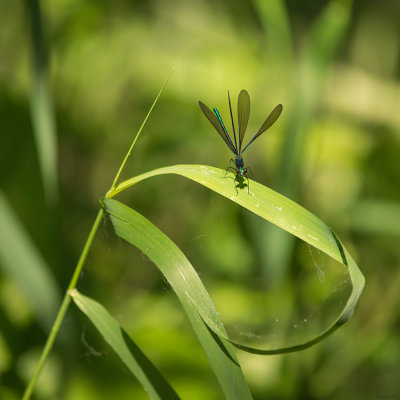 Demoiselle bistre - Calopteryx maculata 