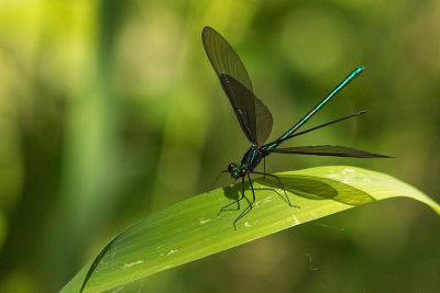 Demoiselle bistre - Calopteryx maculata