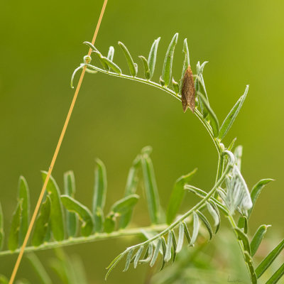 Lépidoptère