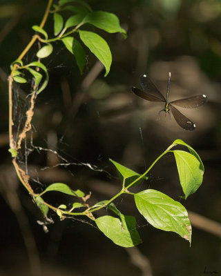 Demoiselle bistrée - Calopteryx maculata