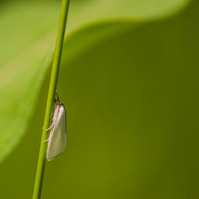 Lpidoptre