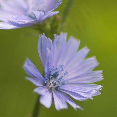 Chicorée