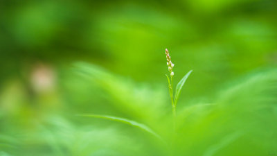 Plante