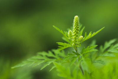 Herbe  poux (Ambrosia artemisiifolia L.)