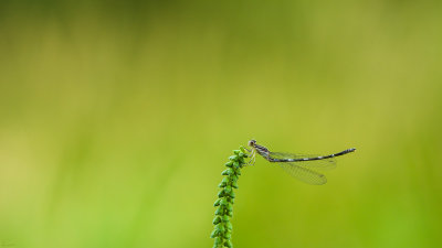 Odonate sur Herbe  Poux