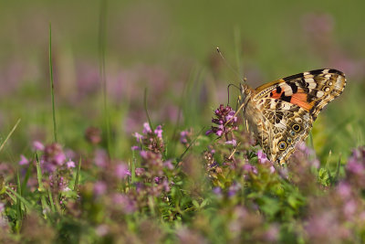 Vanessa gardui