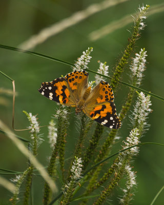 Vanessa gardui