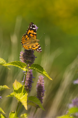 Vanessa gardui