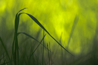 Herbe