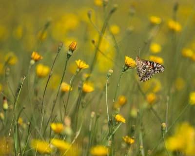 Vanessa gardui