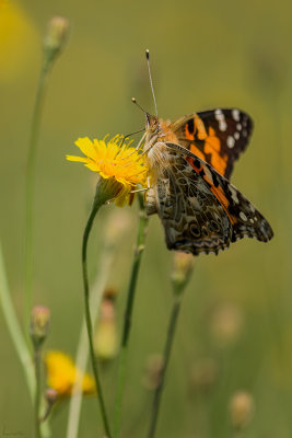 Vanessa gardui 