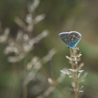 Lpidoptre