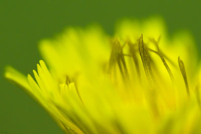Fleur