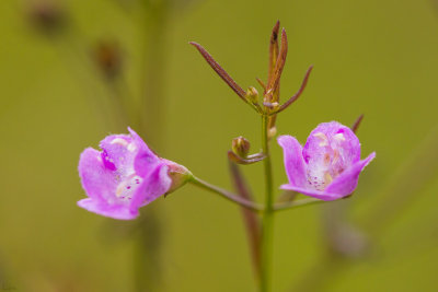 Petites Fleurs