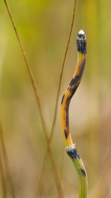 Prêle