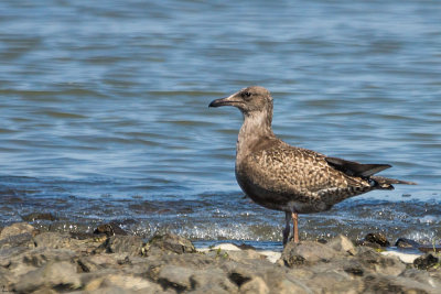 Charadriiforme