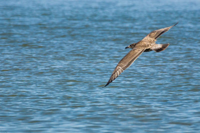 Charadriiforme