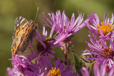 Insectes et Fleurs 