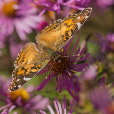 Vanessa gardui 