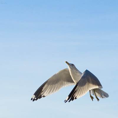 Charadriiformes