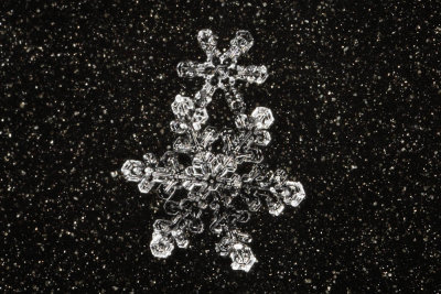 snowflake (IMG_2296ok1.jpg)