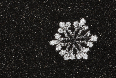 snowflake (IMG_2404ok.jpg)