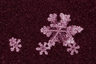 snowflake (IMG_2438ok.jpg)