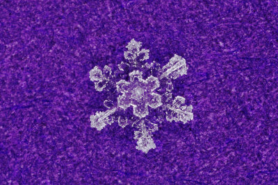 snowflake (IMG_2505ok1.jpg)