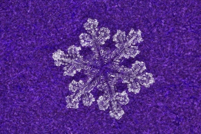 snowflake (IMG_2527ok.jpg)